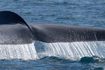 Whale Watching San Diego - Best Blue Whale Watching Cruises & Tours