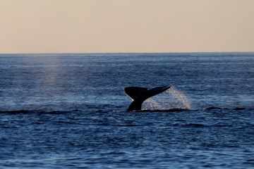 Whale Watching San Diego - Best Blue Whale Watching Cruises & Tours