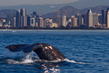 Whale Watching San Diego - Best Blue Whale Watching Cruises & Tours