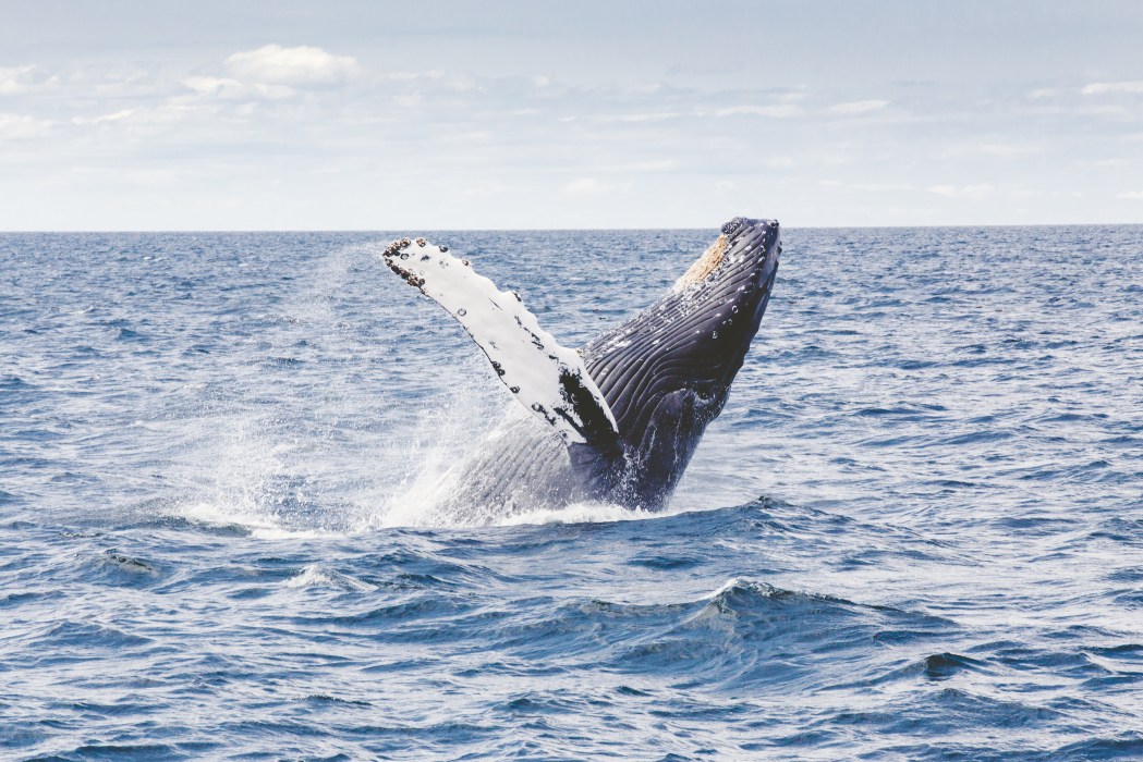 Whale Watching San Diego - Best Blue Whale Watching Cruises & Tours