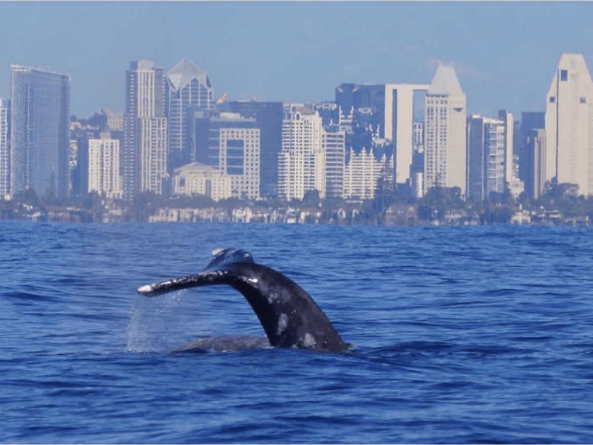 whale tail san diego