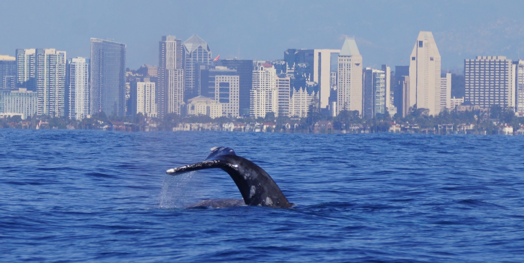 whale tale in front of San Diego coastline