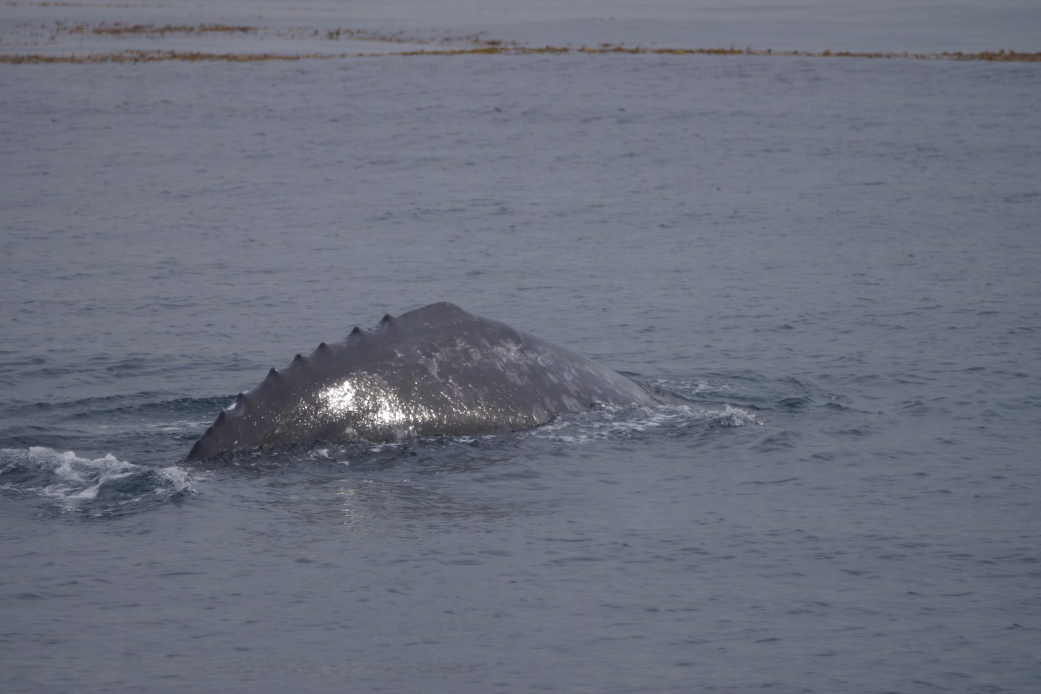 Shallow Gray Whale Dive 