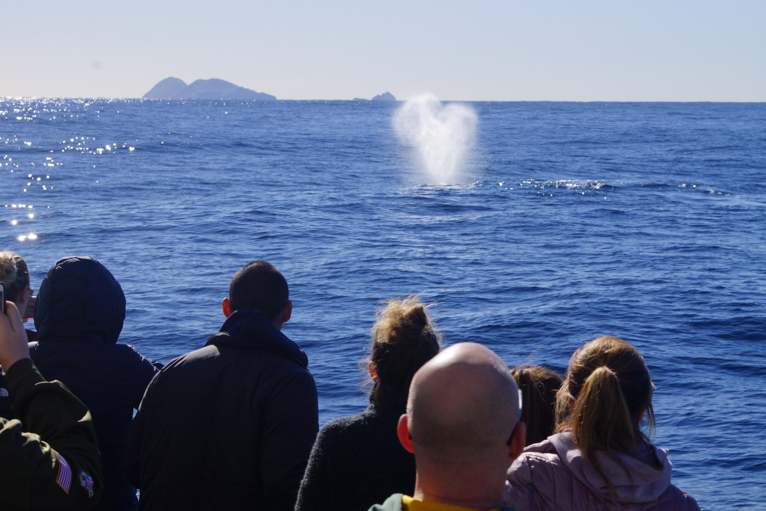 Gray Whale Swimming Towards Coronado Island