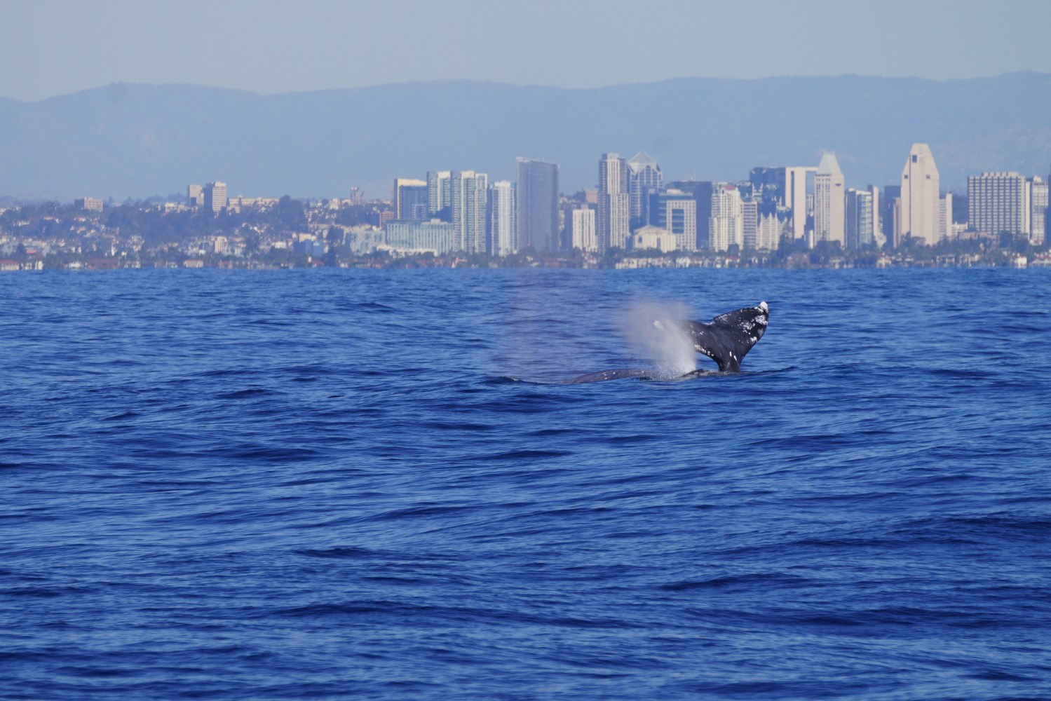 Two Gray Whales Downtown San Diego