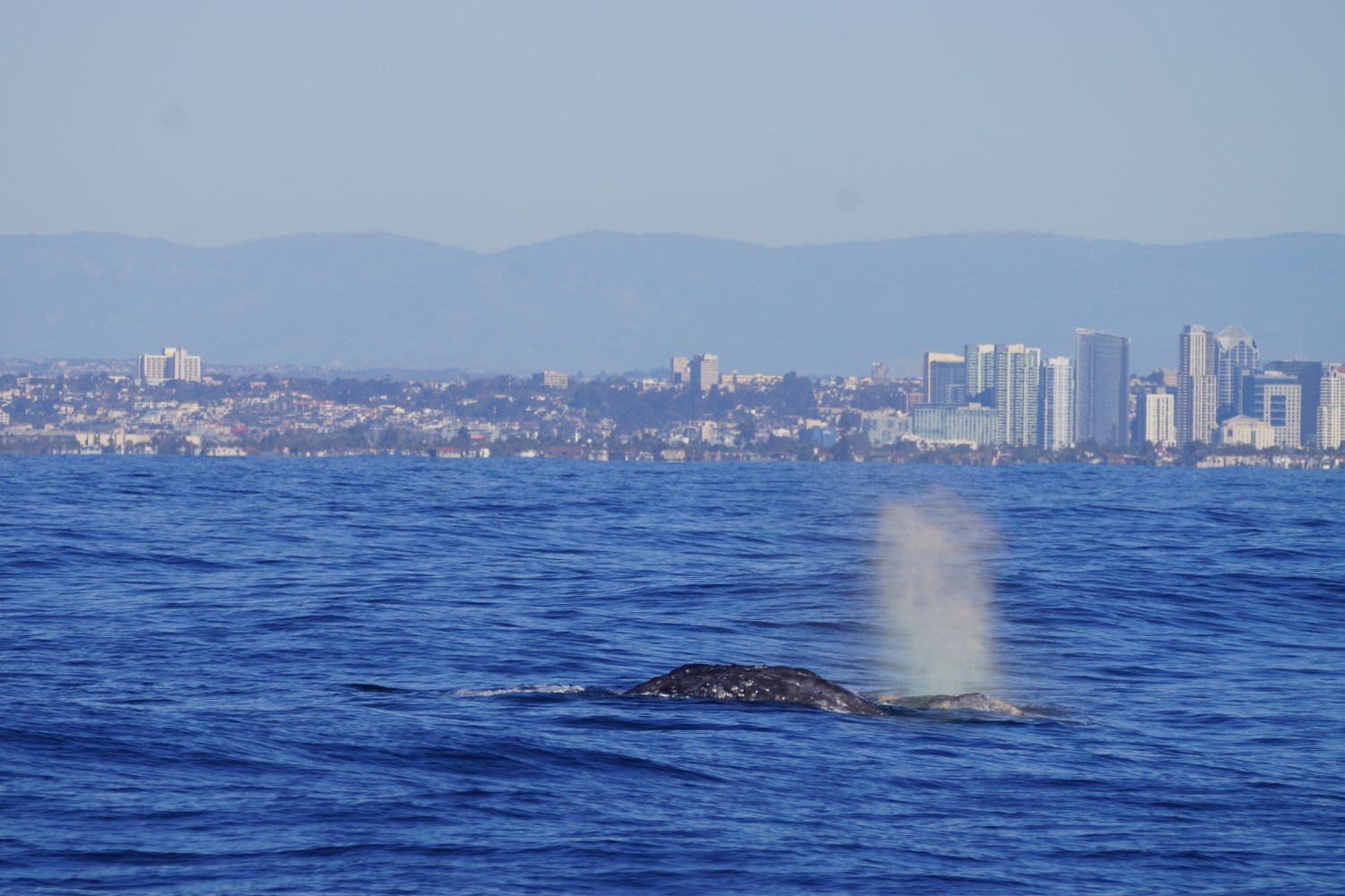 Rainbow Spout of whale