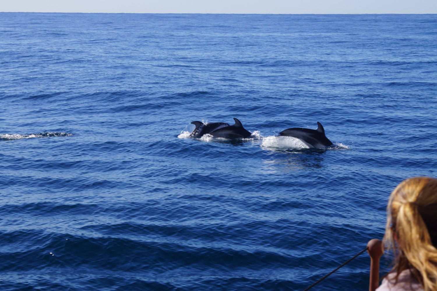 dolphins san diego