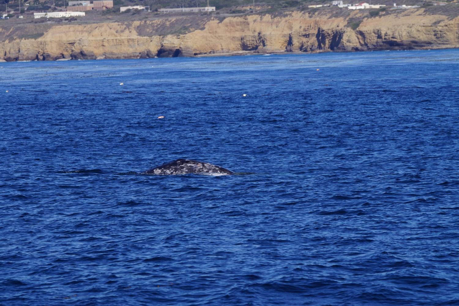 Gray Whale off Point Loma