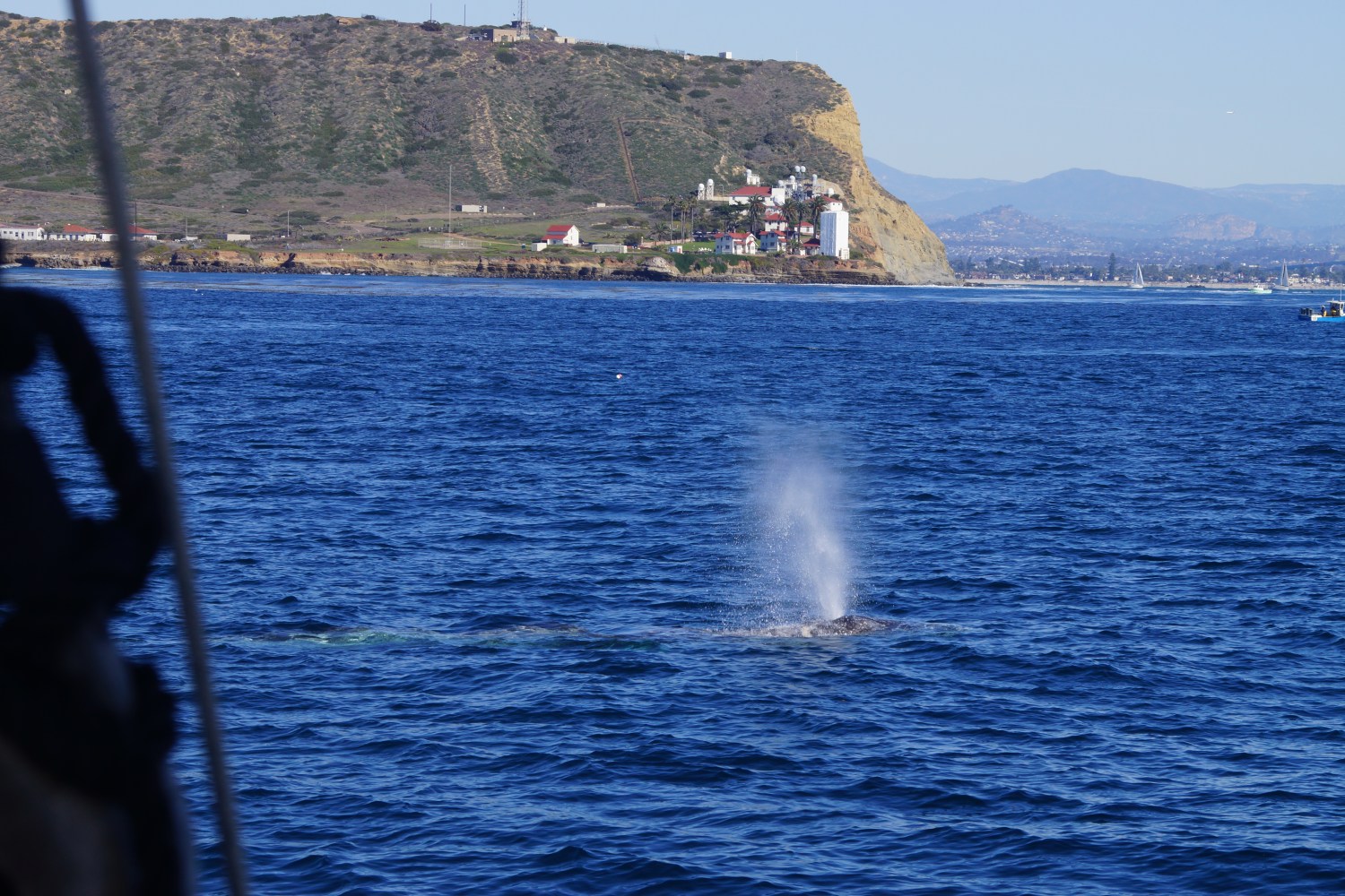 whale spout spotting