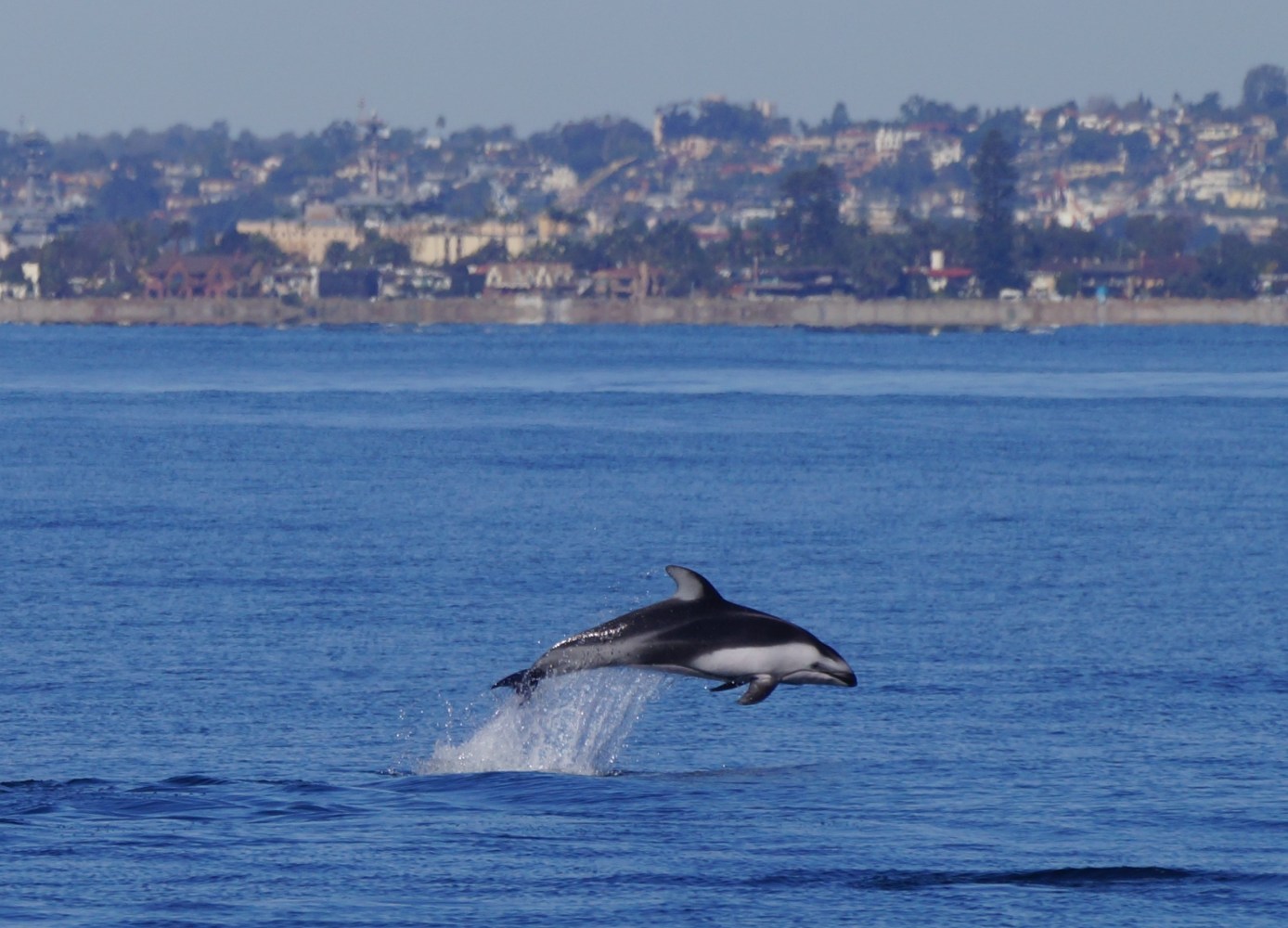 dolphin jumping out of water 