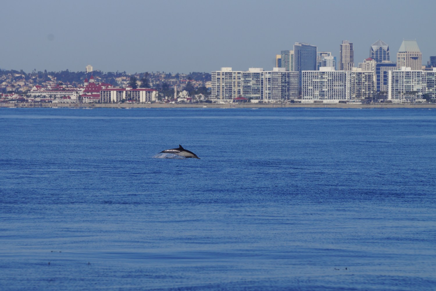 dolphin jumping out of water san diego 