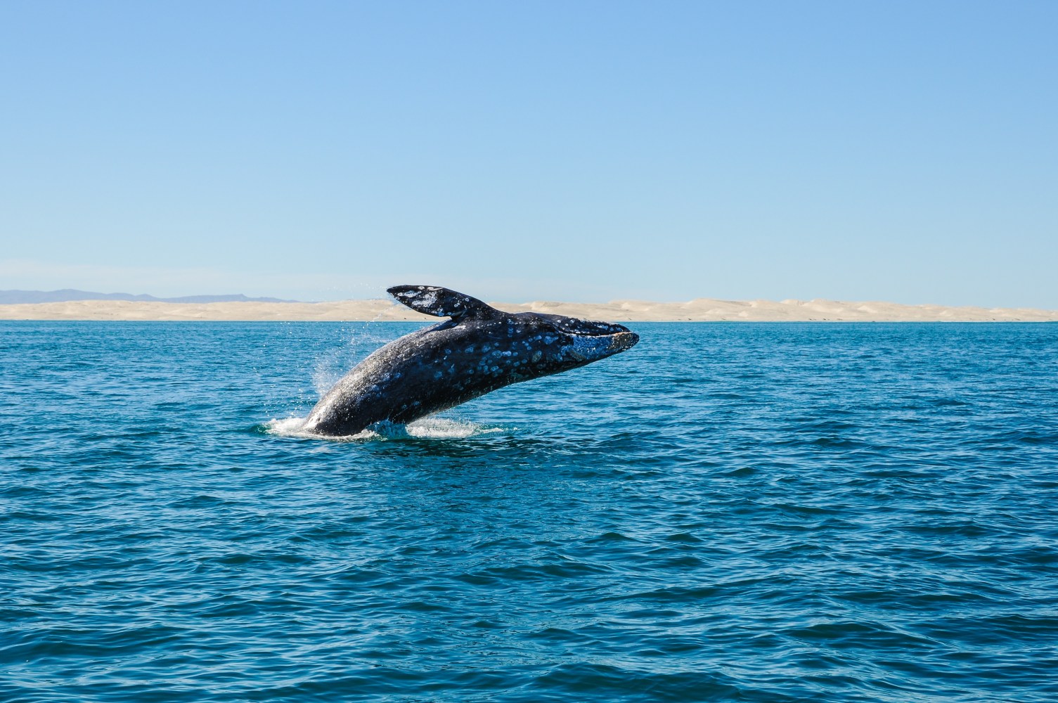 whale breaching