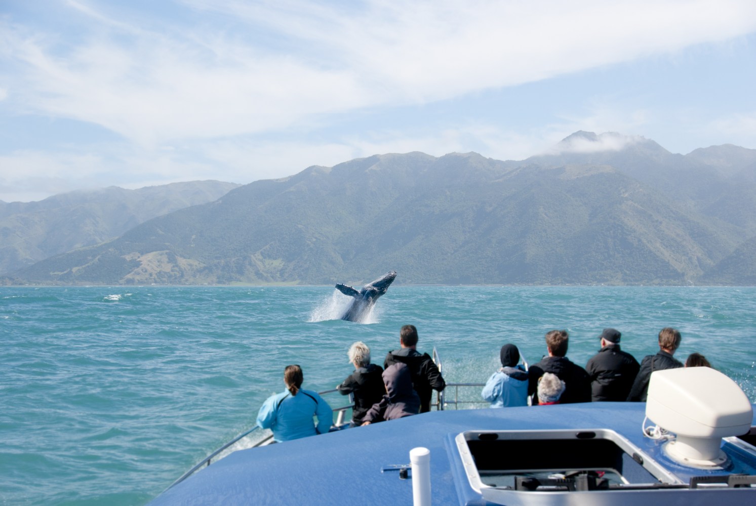 whale watching tour