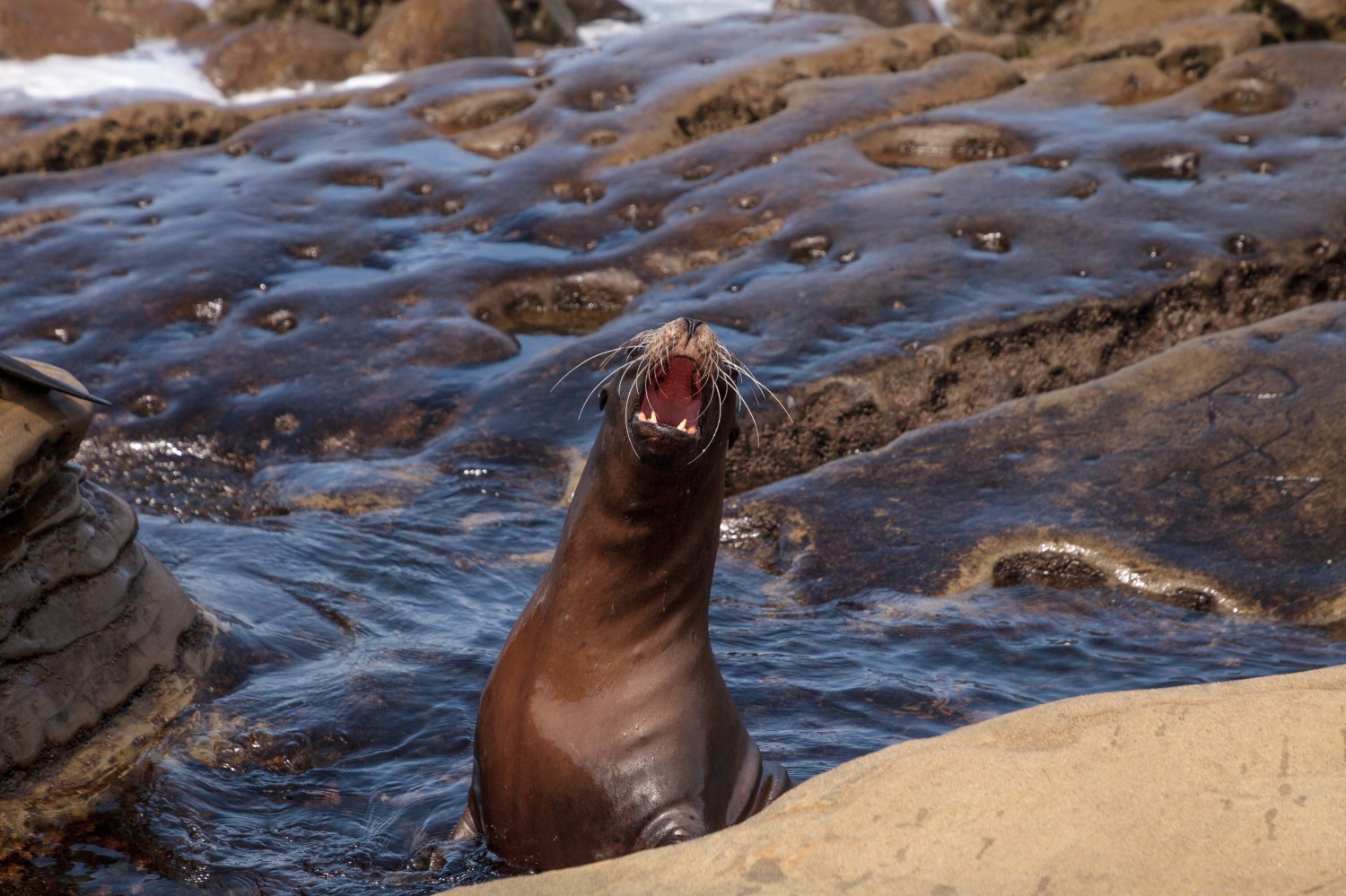 sea lion 