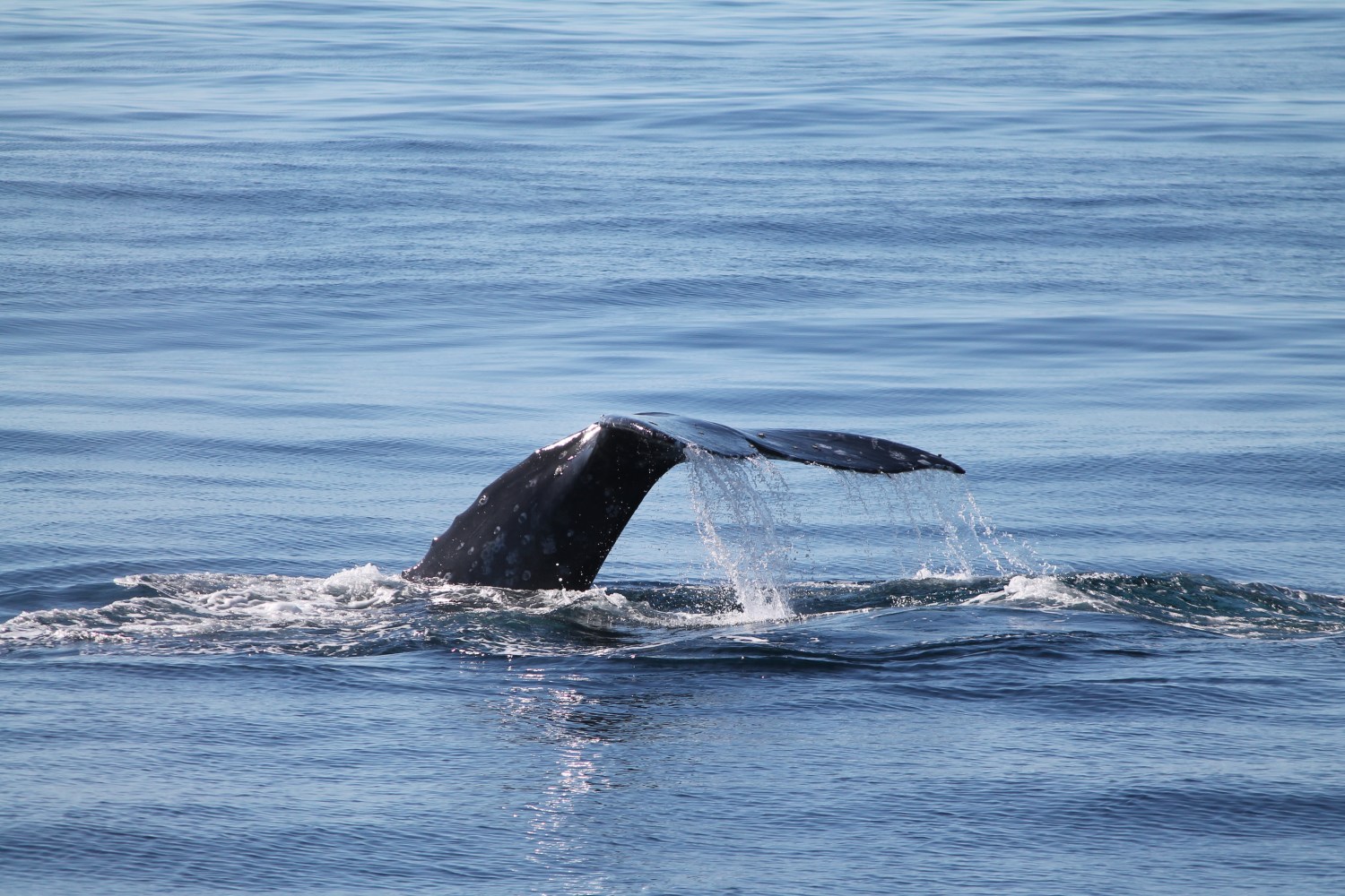 Whale tail emerging from the ocean's surface with water splashing.