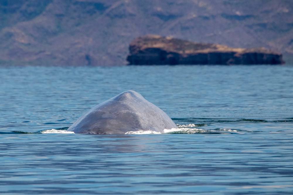 Blue whale surfacing in calm ocean waters with distant rocky island.