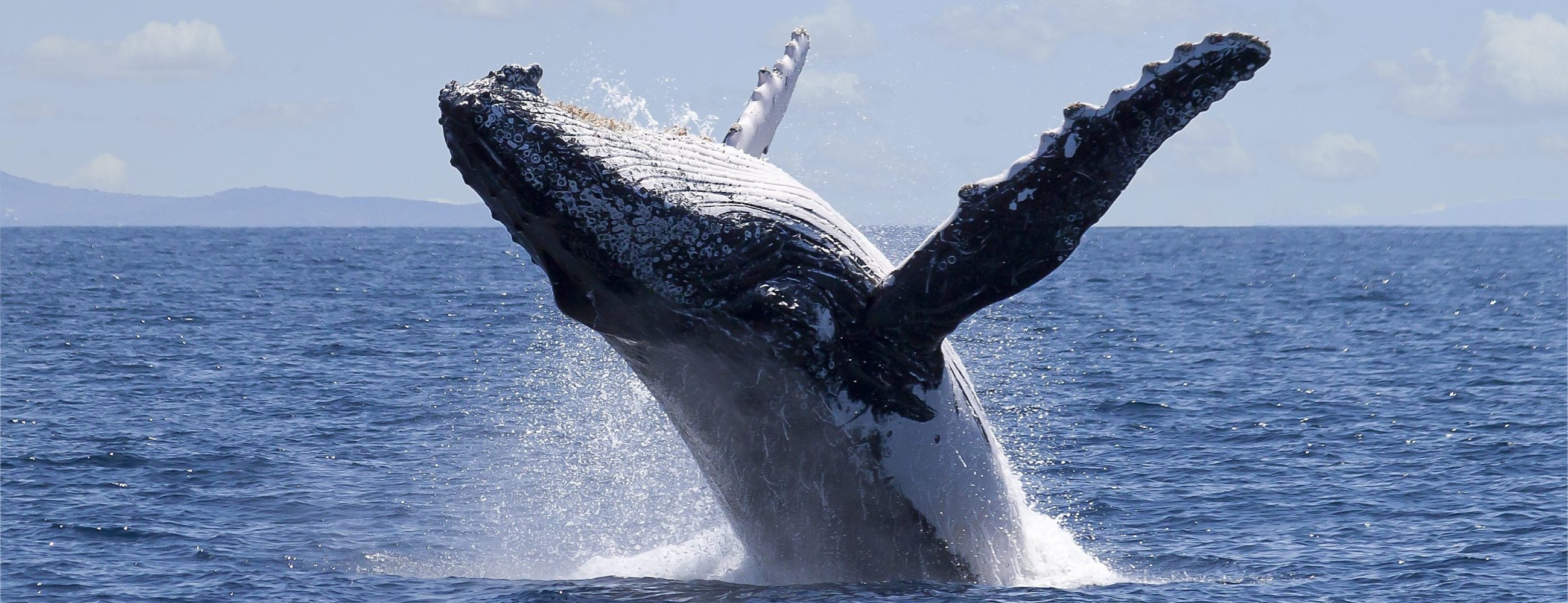 humpback whale breaching