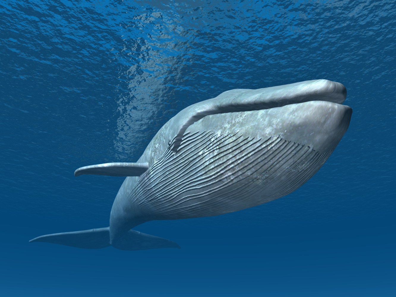 blue whale swimming