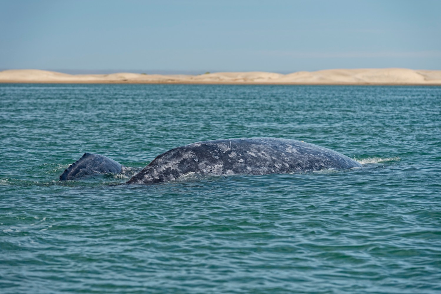 grey whale mother and calf