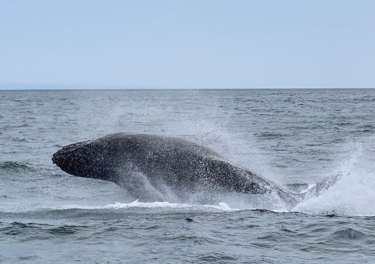 gray whale in san diego 