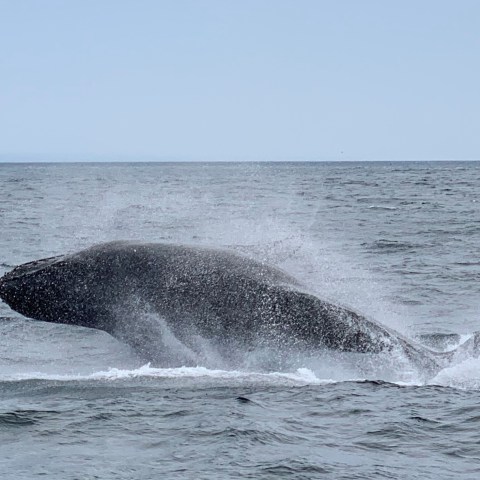 gray whale in san diego