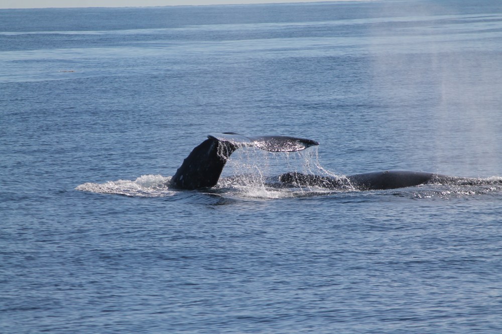 Whale tail emerging from ocean water, creating spray.