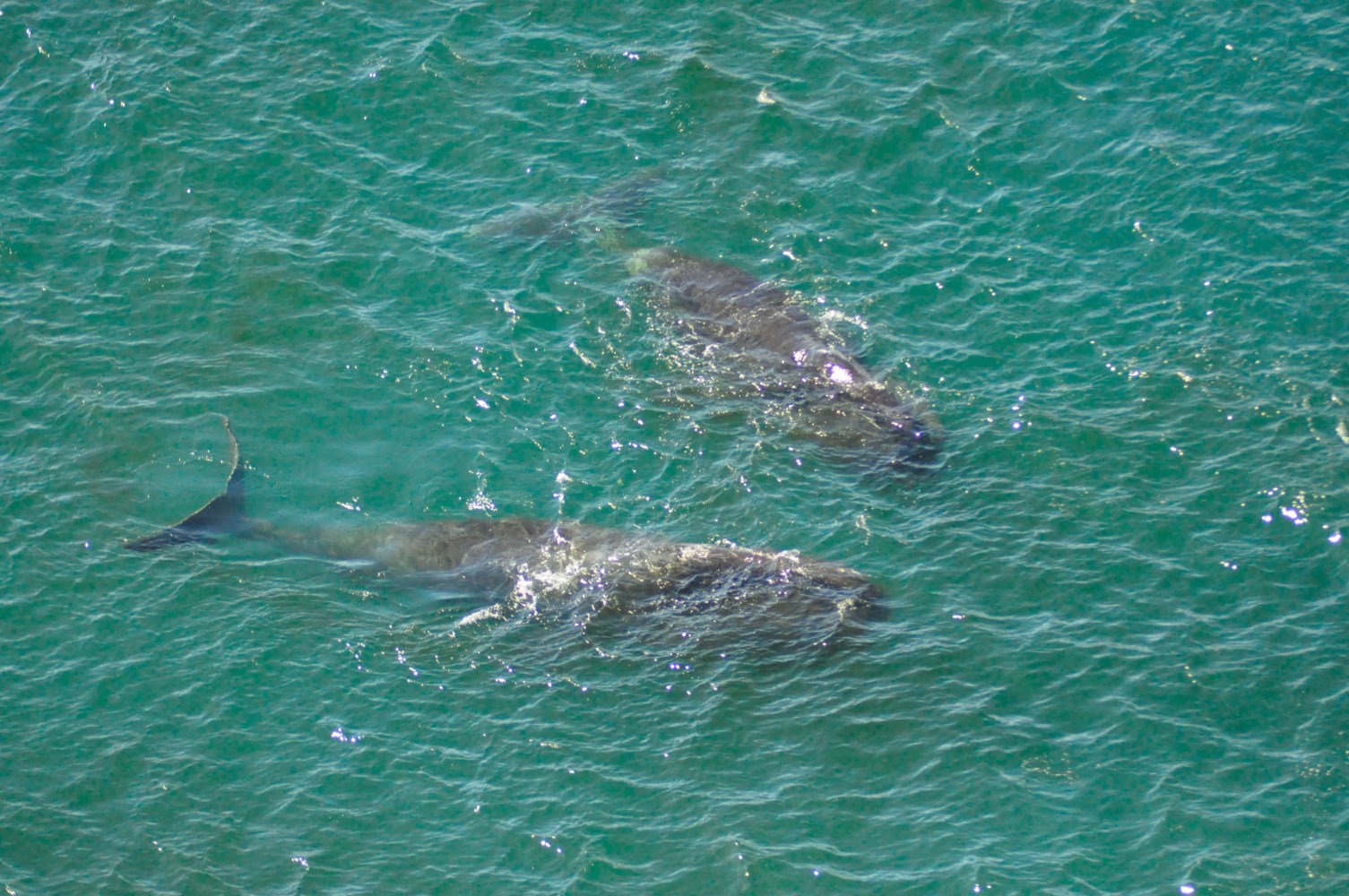 Two whales swimming near the ocean surface in clear blue-green water.