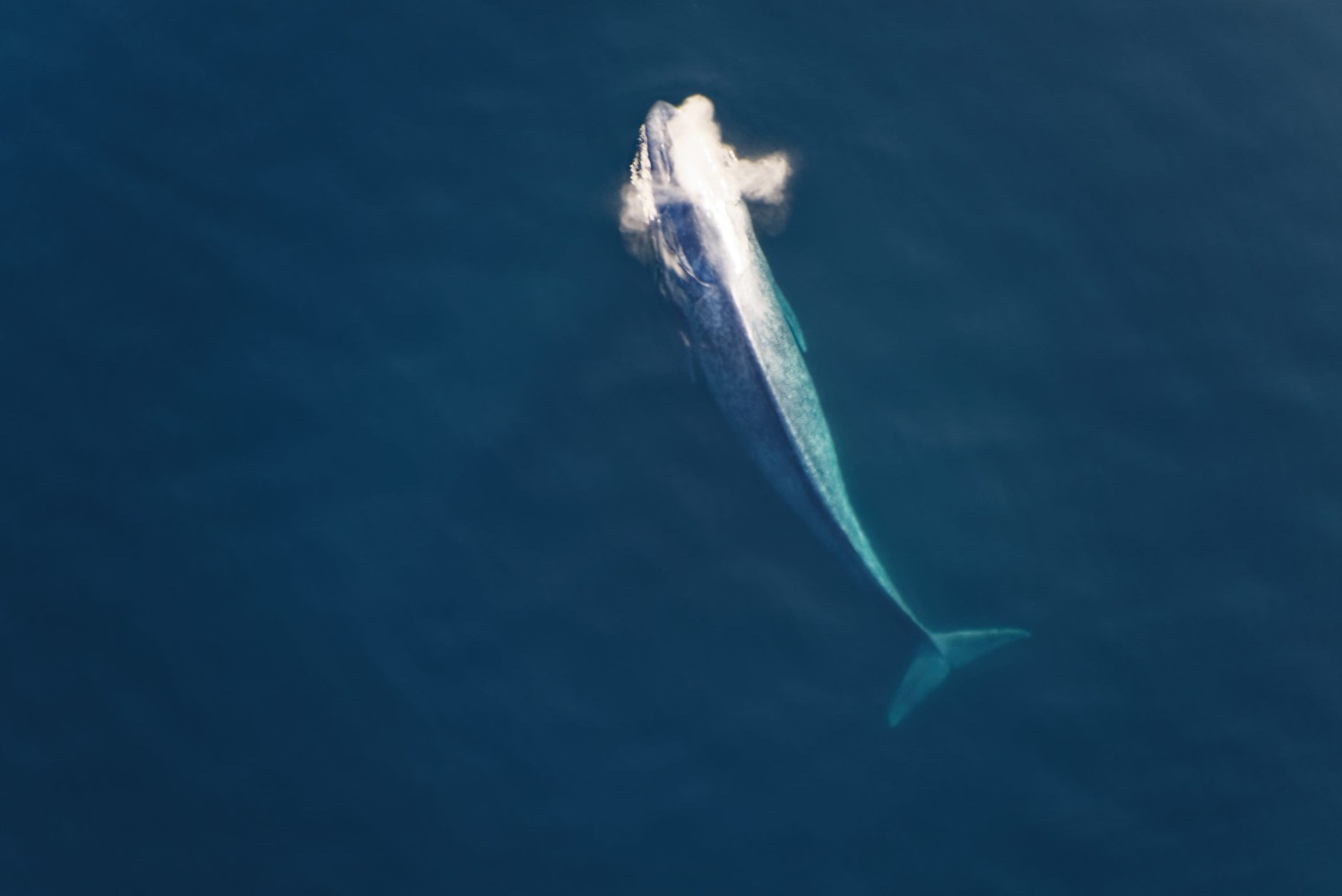 Aerial view of a blue whale surfacing in the ocean.
