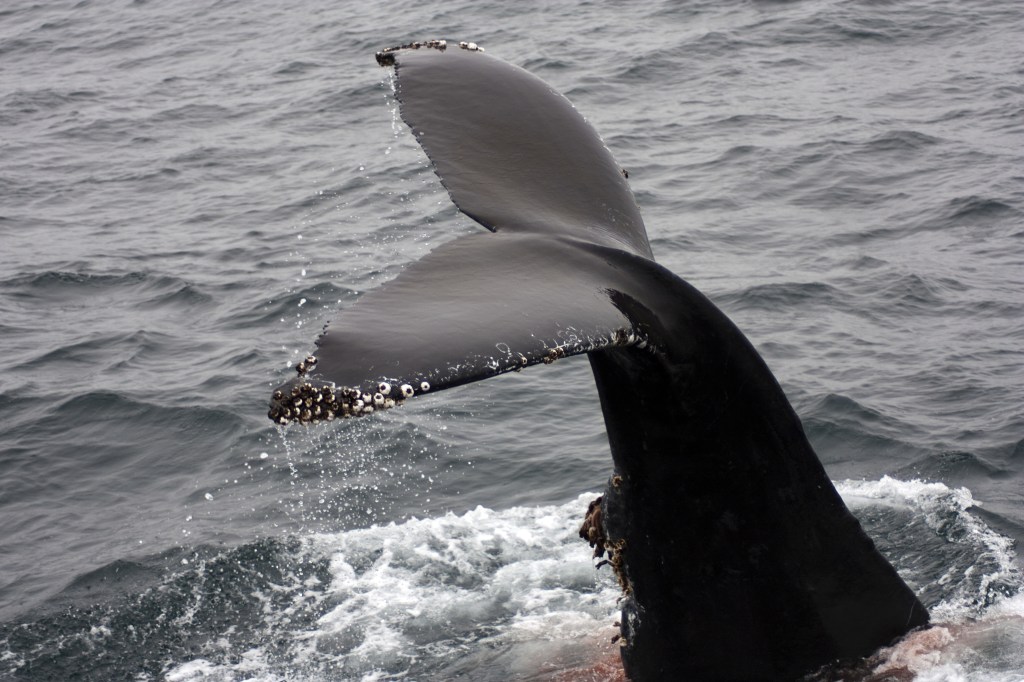 How To Spot Different Types Of Whales Spout Identification Why Do