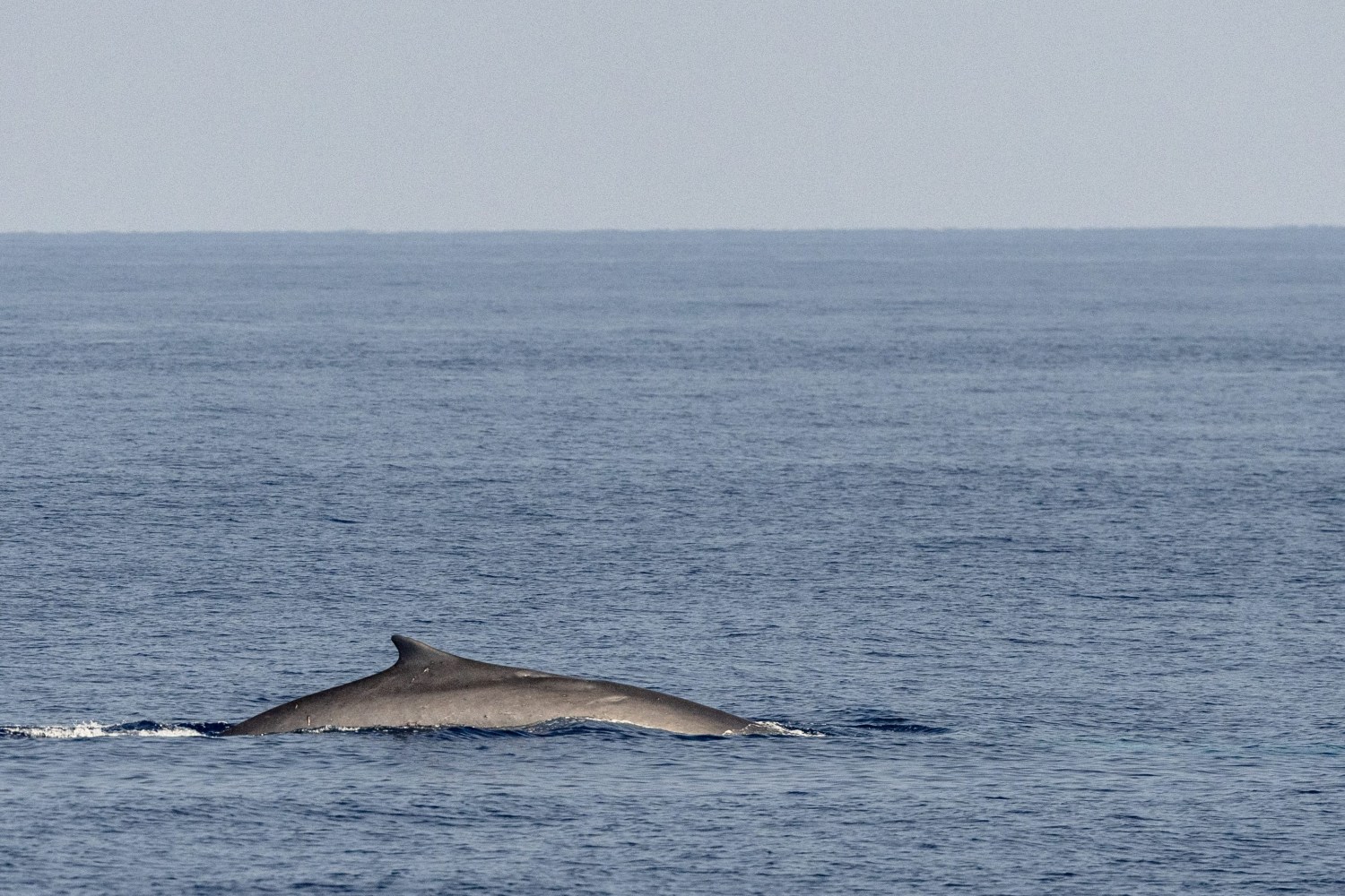 A whale partially submerged in the ocean with a prominent dorsal fin.