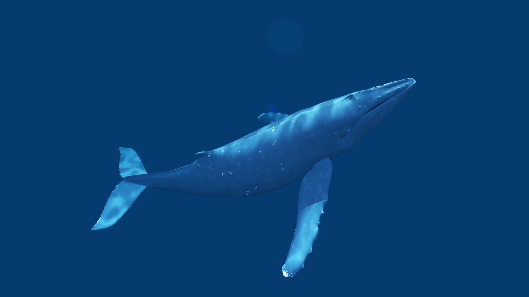 Humpback whale swimming in deep blue ocean water.