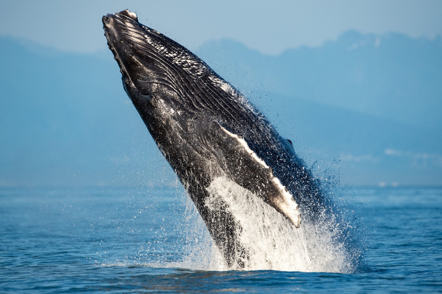 Humpback whale breaching the ocean surface against a distant mountain backdrop.