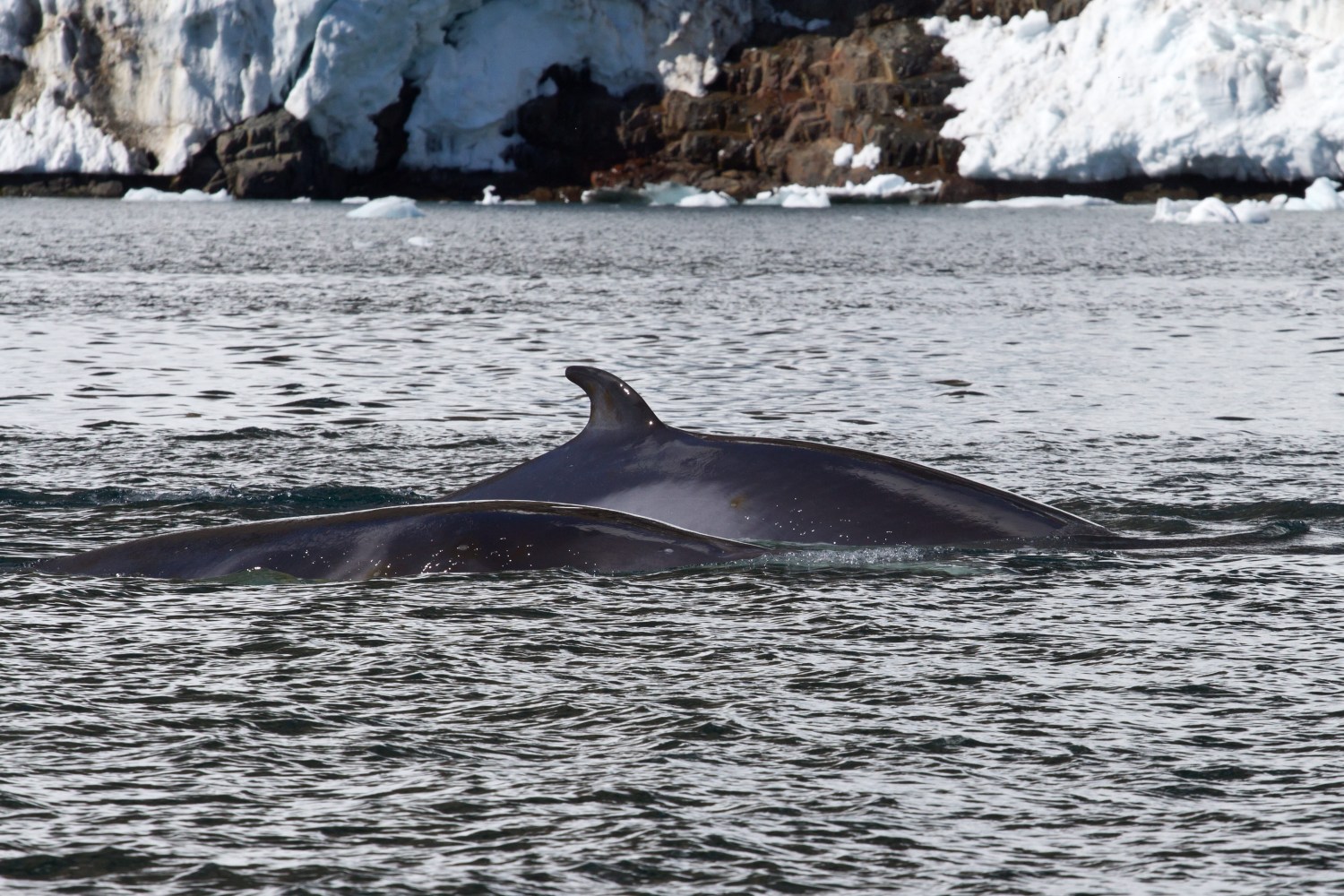 Two whales swimming near ice-covered cliffs in calm water.