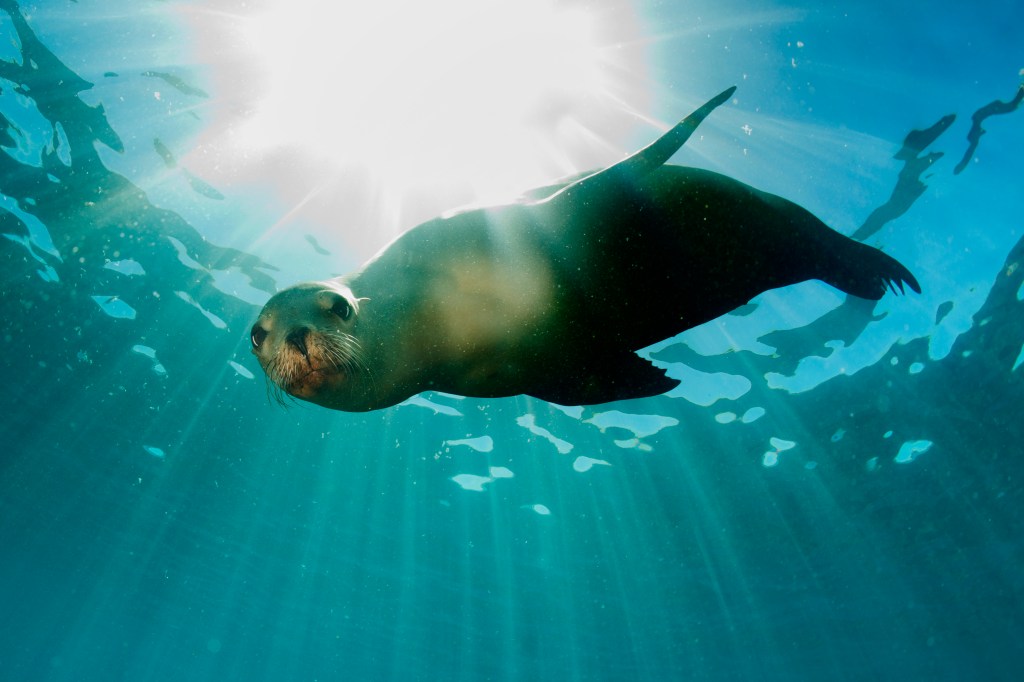 sea-lions-san-diego
