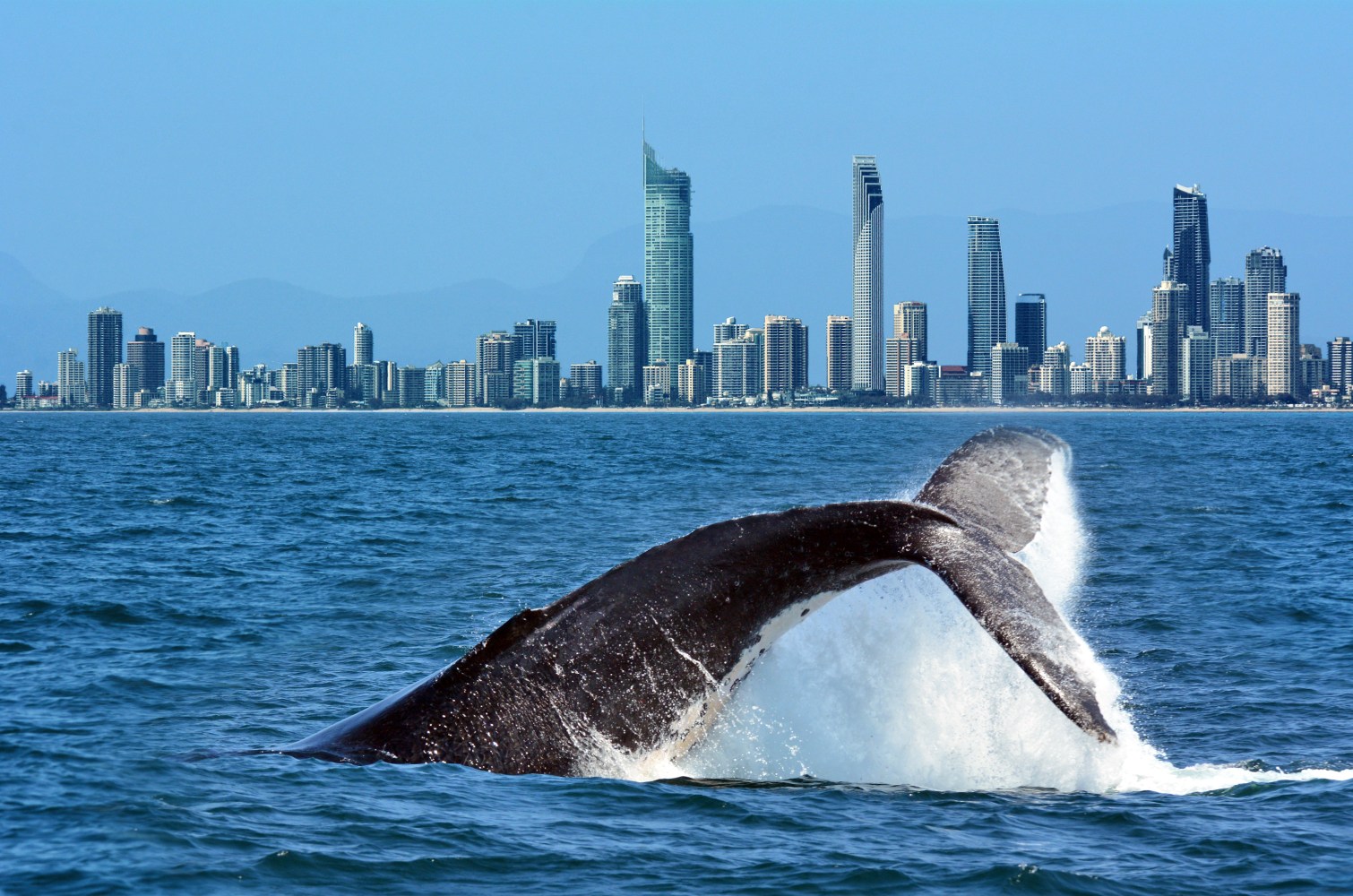 whale tail infront of city skyline