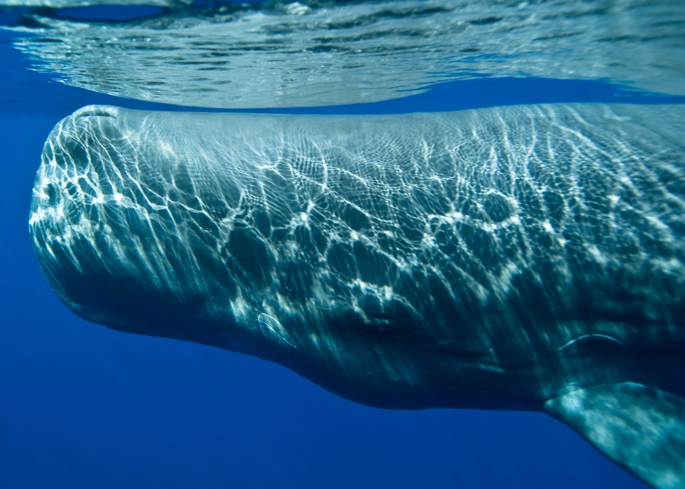 A sperm whale swims underwater, with light reflections on its skin.