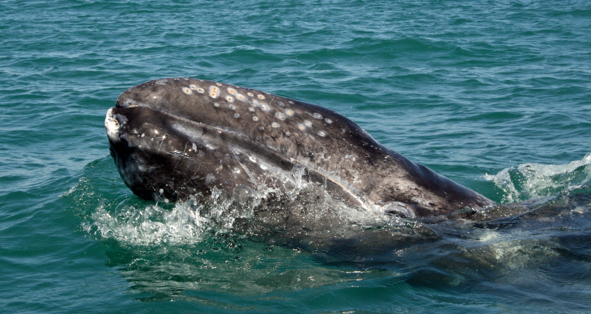 Gray whale calf approaches a small boat
