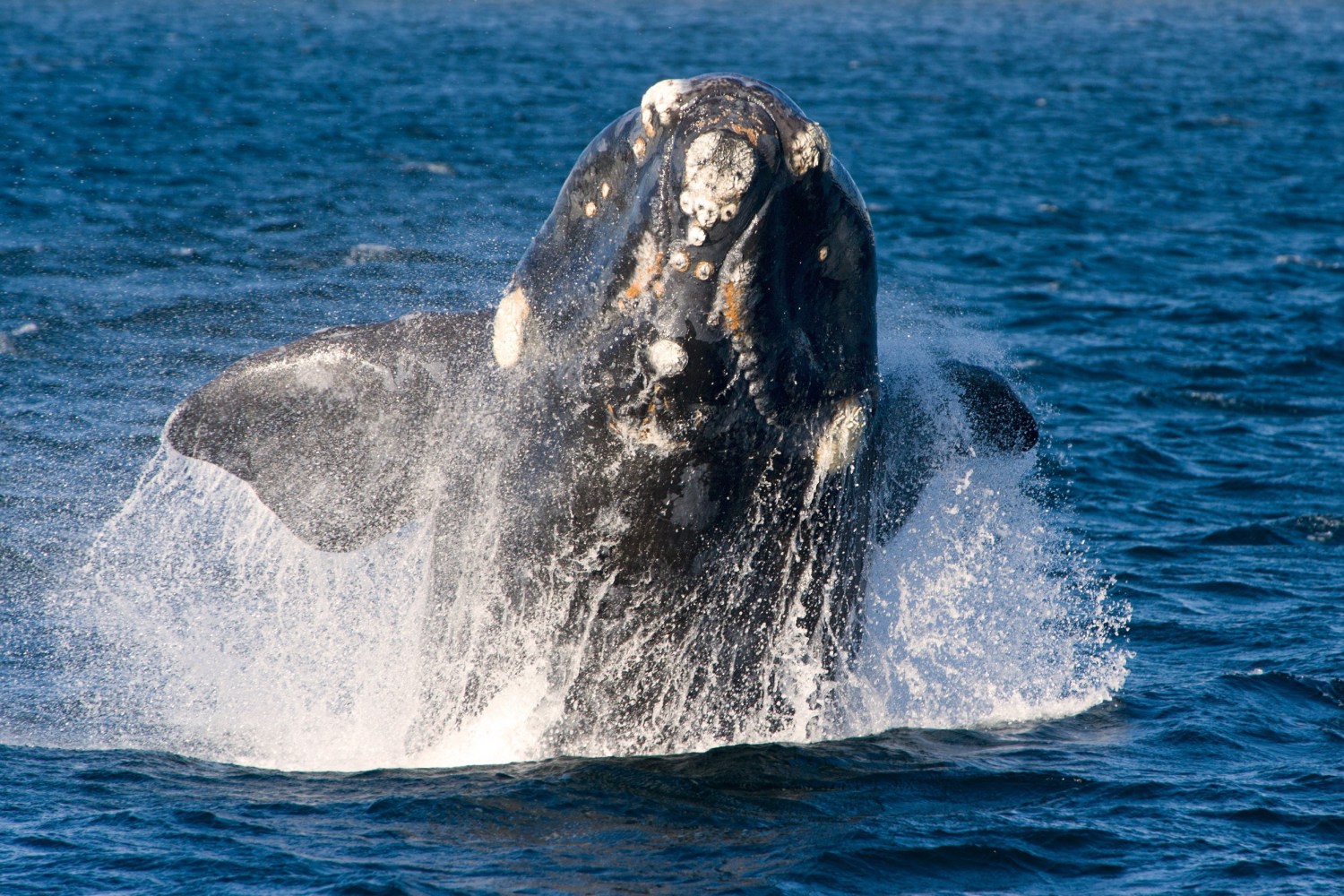 Right whale jumping out of the water