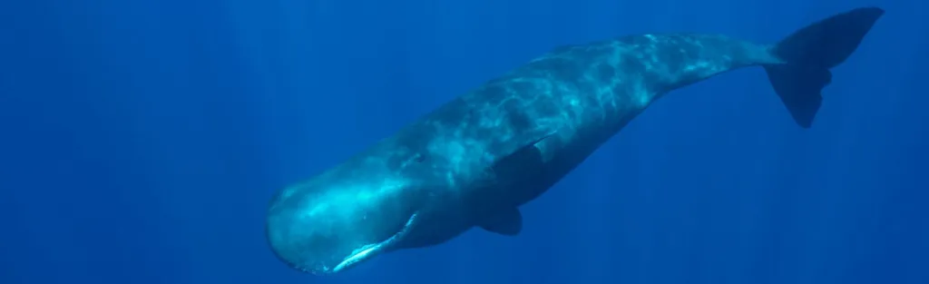 Sperm Whale