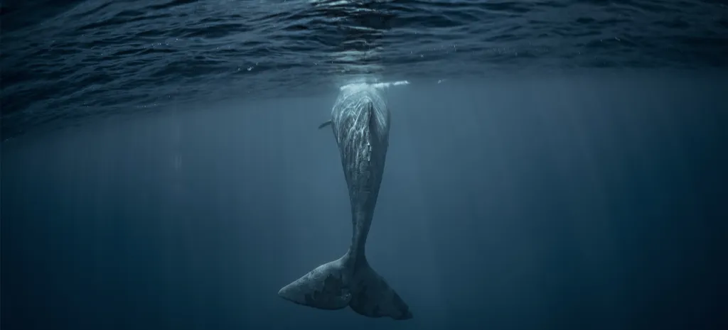 whale swimming in ocean