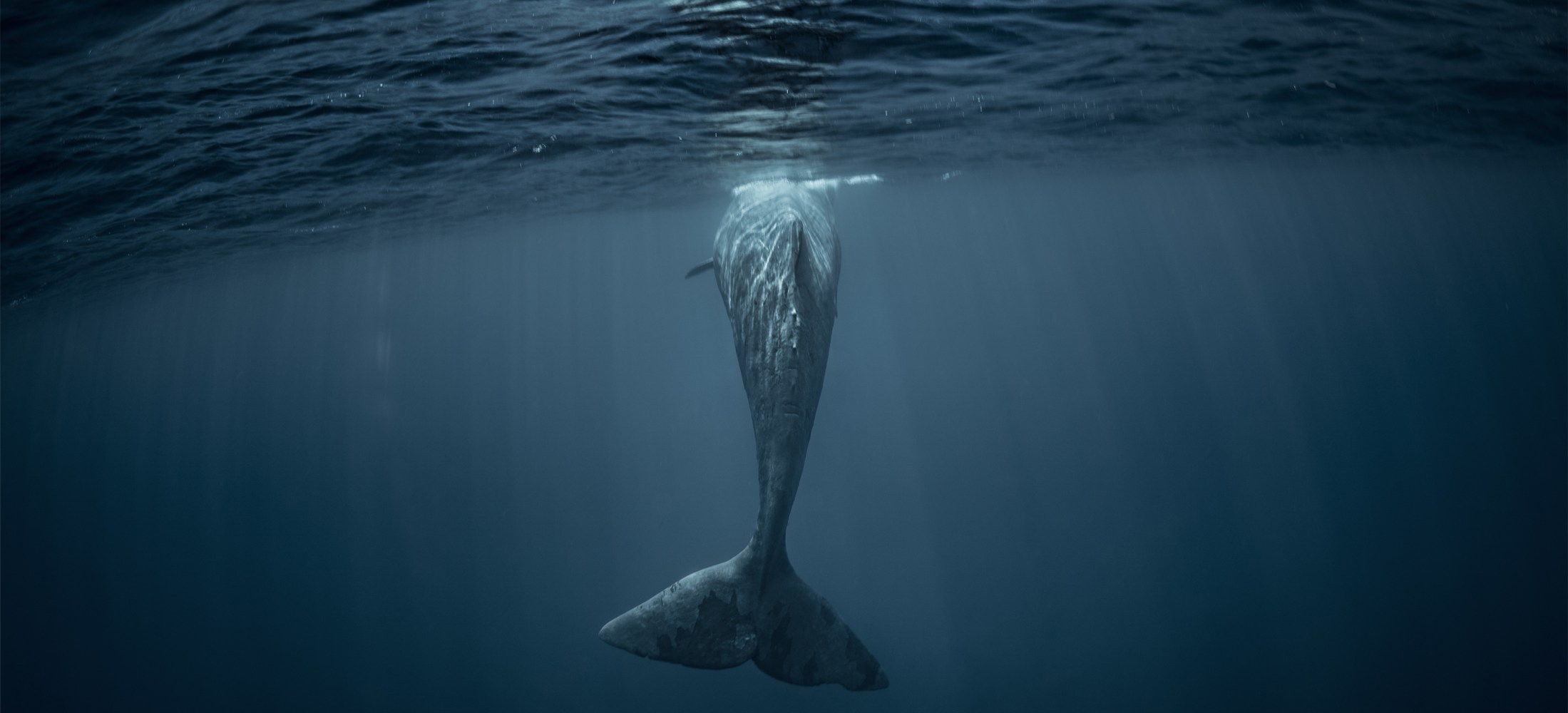 whale floating on surface of ocean
