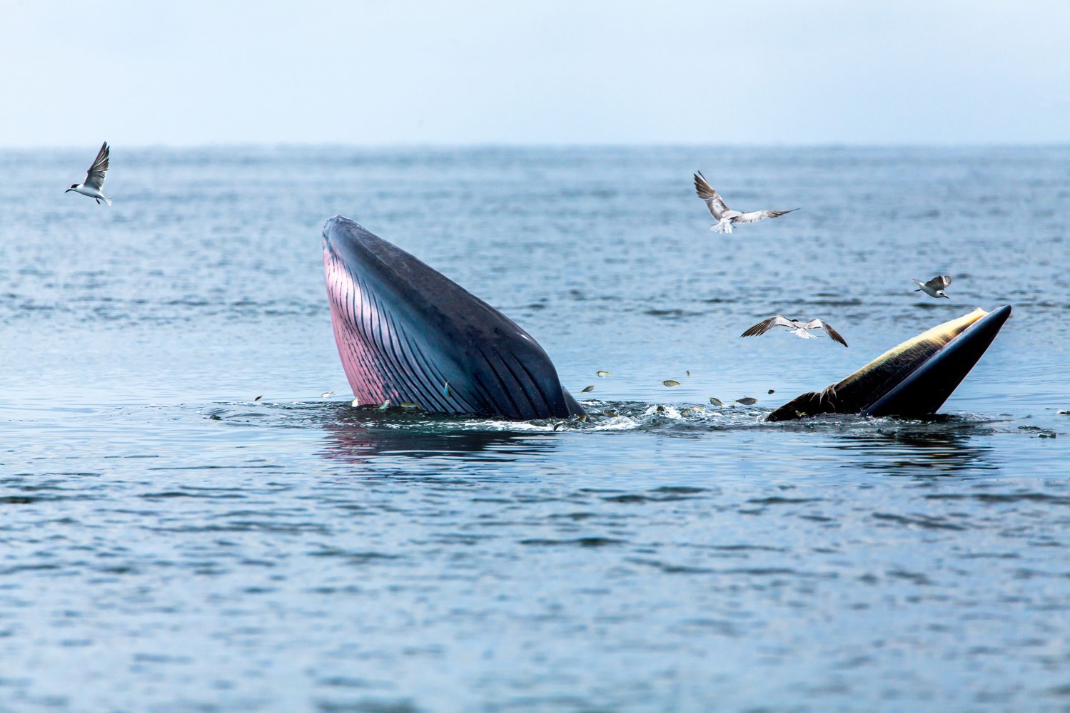 A whale surfacing with open mouth, surrounded by seagulls over the ocean.