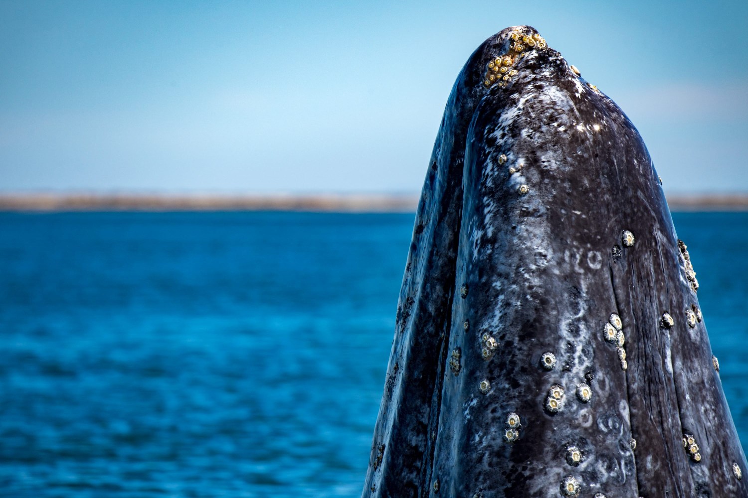 Whale's barnacle-covered head breaching above blue ocean water.