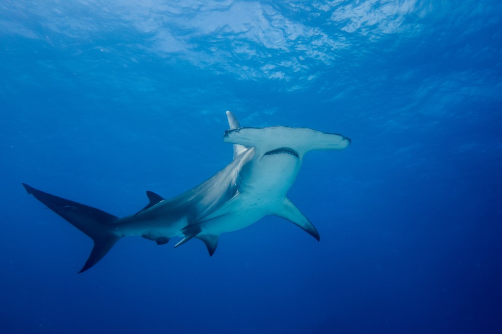 hammerhead-shark-san-diego