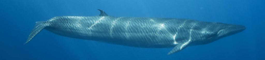 Bryde’s Whale