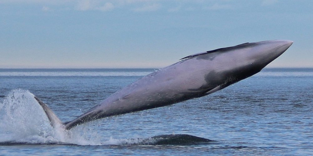 minke whale breaching out of water