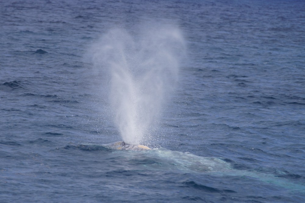 Gray Whale Heart Shaped Blow
