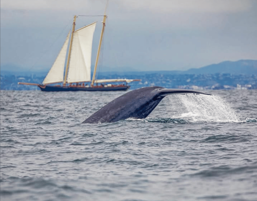 Whale tail above the water with a sailboat in the background during a San Diego whale watching holiday
