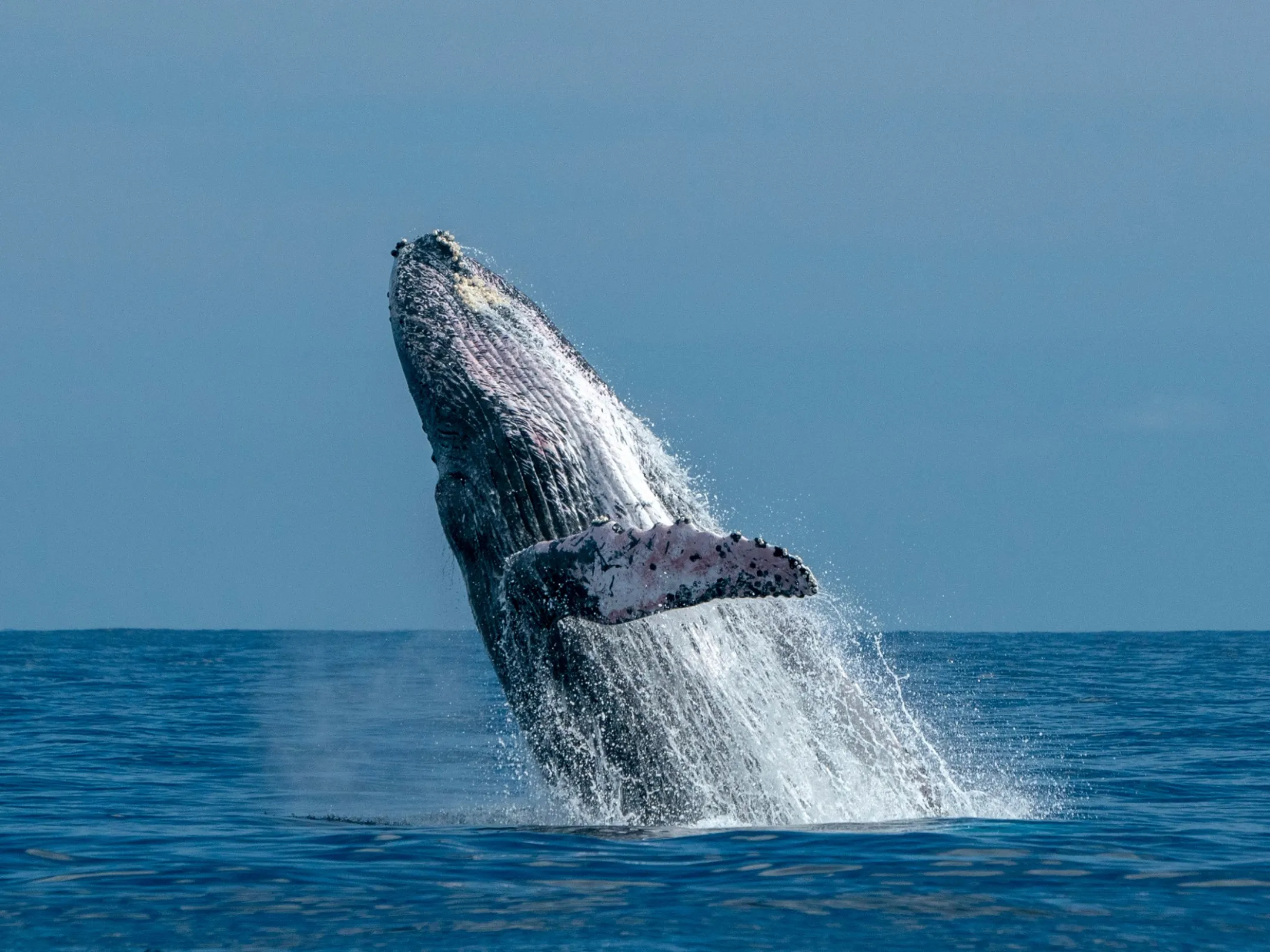 a whale jumping out of the water