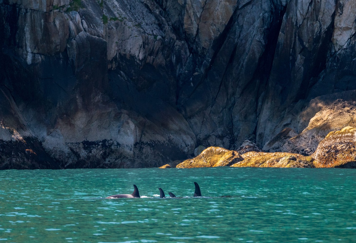 Three dolphins swimming by rocky cliffs in blue-green water.